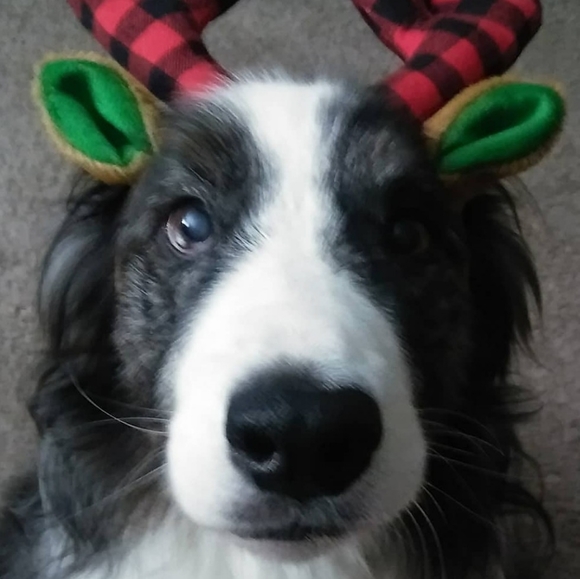 Meet your Posher, Alexis - Picture 3 of 3